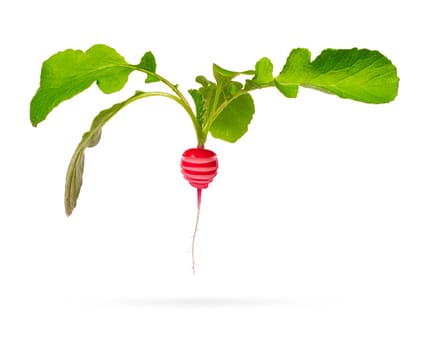 Fresh young sliced radish with green leaves isolated on a white background with shadow below