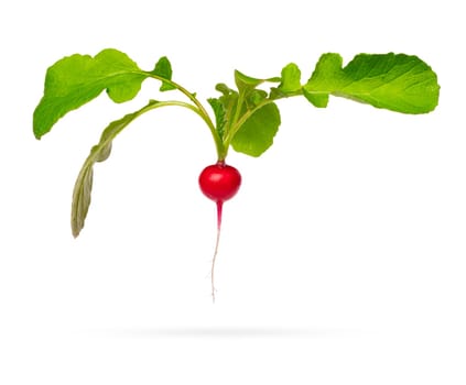 Fresh young radish with green leaves isolated on a white background with shadow below