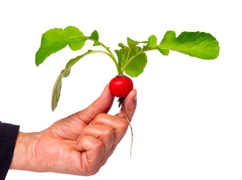 Hand holding young radish with green leaves and dirt isolated on a white background .