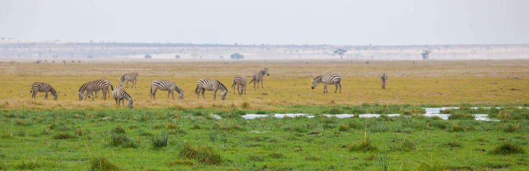 Landscape of Kenya with herds of animal.