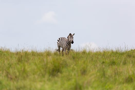 One zebra is browsing on a meadow in the grass landscape