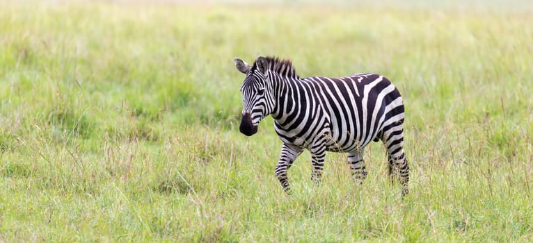 The Zebra family grazes in the savanna in close proximity to other animals