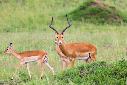 Lot of Impala antelopes in the grass landscape of the Kenyan savanna