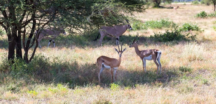 An antelope in the middle of the savannah of Kenya