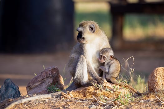 The monkey with a baby monkey in the arm
