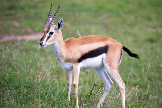 A Thomson Gazelle in the Kenyan savannah amidst a grassy landscape