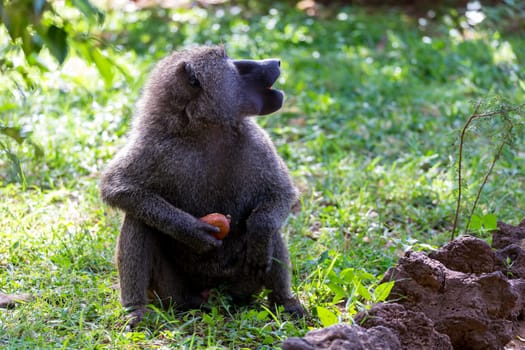 One baboon has found a fruit and nibbles on it