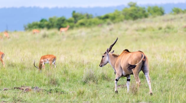 A Elend antilope in the Kenyan savanna between the different plants