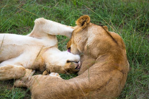 Some young lions cuddle and play with each other