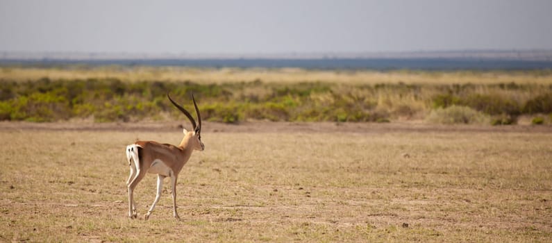 Antelope is walking away, scenery of the Kenyan savannah.