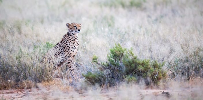 The cheetah sits in the savannah looking for prey