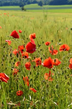 red blooming poppies in summer