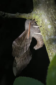 Hanging from a thick branch, this large adult poplar hawk moth displays its large wings, curved body, bright antennae and face. Dappled sunlight.