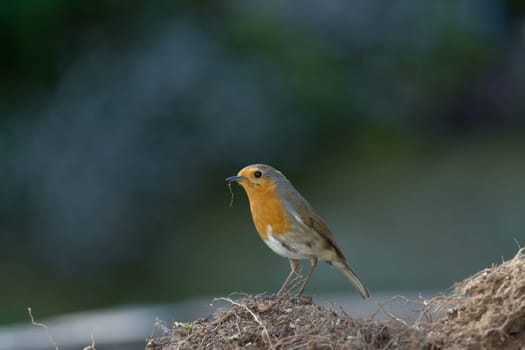 A redbreast robin stands on mud. Beady eye looks directly at the camera. Fresh foraged root debris dangles from beak. Smooth blue green background.