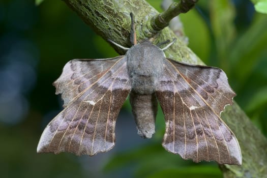 Poplar hawk moth is well lit, showcasing its intricate wing detail as it hangs from a thick lichen covered branch. daytime creamy blue and green background.
