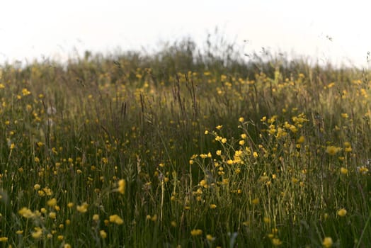 Long grass, dandelions and buttercups amongst other plants make up this meadow texture image. Particular focus on the dappled sunlit buttercups.