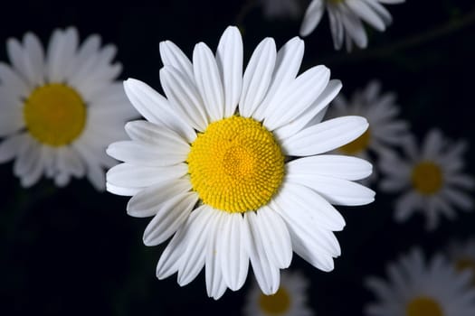 Focus on a single shasta daisy that is part of a patch of daisies on a dark background.