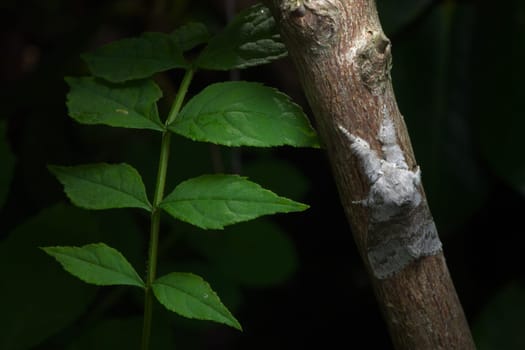 Pale tussock moth clings to red branch next to juicy green leaves. Dark background isolates this single moth. A very fluffy moth species.