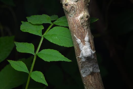 Pale tussock moth clings to red branch next to juicy green leaves. Darker background isolates this single moth. A very fluffy moth species.