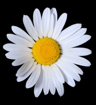 A single bright white shasta daisy flower on a pure black background.