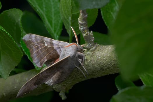 Vibrant orange antennae contrast from the surrounding greenery and the large purple grey body and wings of this poplar hawk moth. Front side portrait.