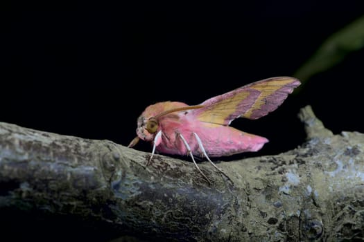 Small pink elephant hawk moth stands out with its vibrant colors on a large greenish blue branch against a black background.