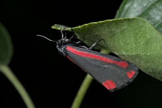 Bright red shines from the black wings of this cinnabar moth, visible in the day hanging from a leaf. Black background. closer in