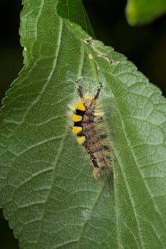 On the underside of this leaf a vapourer caterpillar undertakes the initial stages of weaving a cocoon, with the aim to turn into a rusty tussock moth. Softer light.