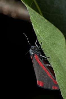 Bright red shines from the black wings of this cinnabar moth, visible in the day hanging from a leaf. Black background. portrait