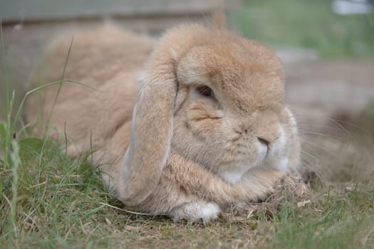 Sandy netherlands dwarf lop rabbit lies among scrub grass, looking dozily at the camera. very fluffy pet rabbit with lop ears. tufts of fur showing.