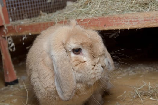 Light brown netherlands dwarf lop rabbit turns head to look at camera after hopping down from a red wooden hutch full of hay. Flash shows whiskers.