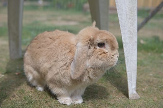 Very cute sandy dwarf lop pet rabbit explores garden furniture outdoors in bright sunshine, on short grass in pen. Summers day and big brown eyes.
