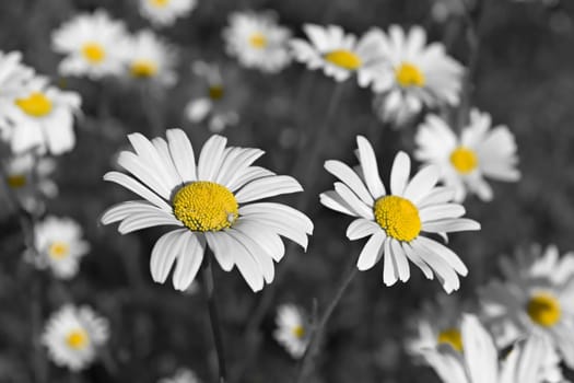 Yellows pop in this desaturated image of wild shasta daisies. A small white spider lies on the daisy nearest.