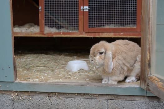 Closer in, Small light brown, beige or sandy dwarf netherlands lop ear pet rabbit looks out from hutch within a shed. Teal and orange colors hutch.