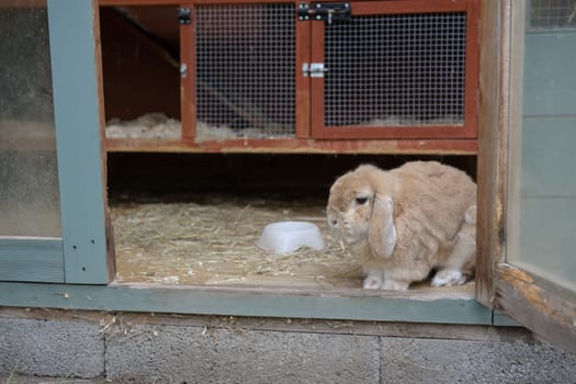 Small light brown, beige or sandy dwarf netherlands lop ear pet rabbit looks out from hutch within a shed. Teal and orange color scheme. Rabbit hutch.