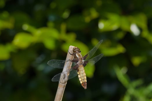 Female broad bodied chaser dragonfly of the order Odonata on bamboo. Brown colors of the body stand out against the soft green background.