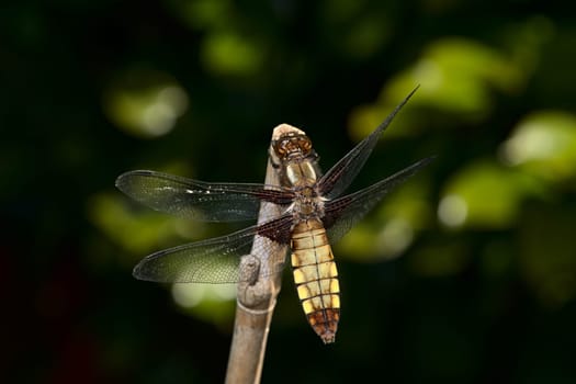 Female broad bodied chaser dragonfly of the order Odonata on bamboo. Brown colors of the body stand out against the soft dark green background.