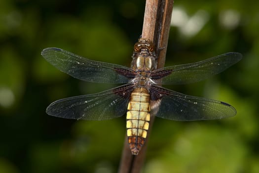 This close up macro image of a female broad bodied chaser dragonfly shows in detail the patterning of the brown colored body and wings.