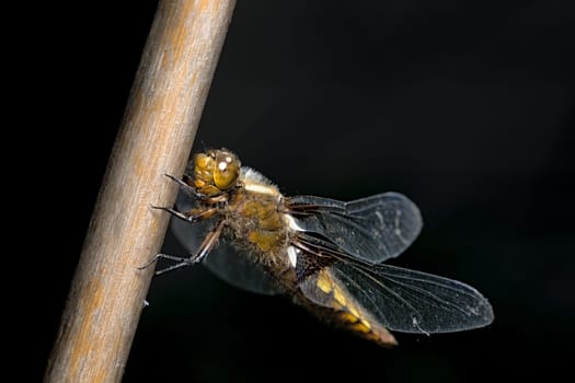 Furry hairs on this female broad bodied chaser dragonfly stand out against the dark background. Face and large compound eye clearly visible.