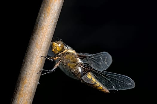 Female broad bodied chaser dragonfly stands out against the dark background with front legs grooming her face and large compound eyes.
