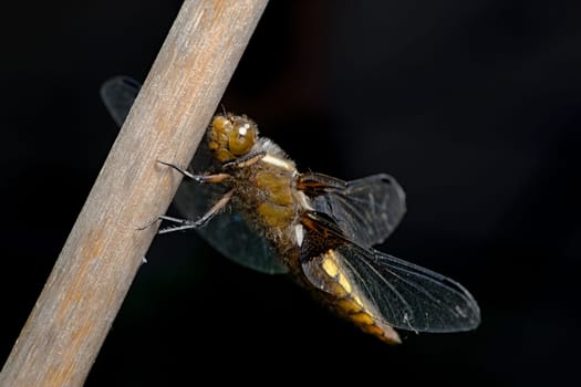 Female broad bodied chaser dragonfly stands out against the dark background with front legs part raised. Face and large compound eye clearly visible.