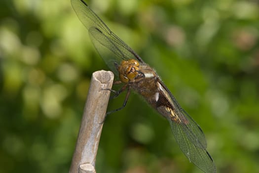 Female broad bodied chaser dragonfly of the order Odonata looks directly at the camera as she grooms her face. Soft green natural background.