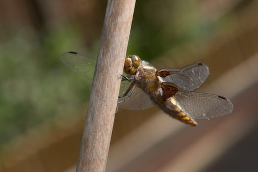 Looking at the camera, the face of this female broad bodied chaser dragonfly is in clear focus against a naturally blurred garden background.