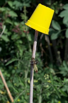 With a foliage background, this brown female broad bodied chaser dragonfly is outshone by the vibrant yellow flower pot resting atop the bamboo cane.