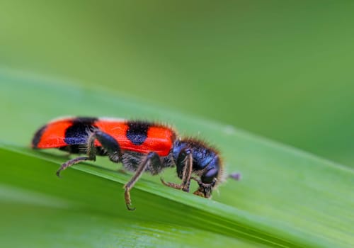 Common bee beetle Trichodes apiarius