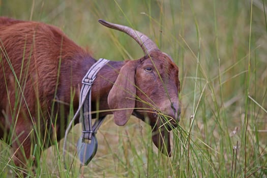 Grazing brown domestic goat Capra aegagrus hircus