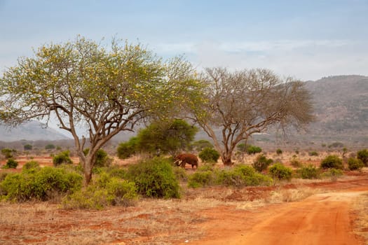 Landscape of Kenya, red soil and some trees