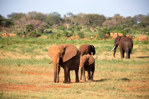 The large family of red elephants on their way through the Kenyan savanna..