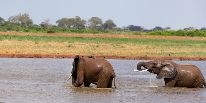 The red elephants bathe in a water hole in the middle of the savannah