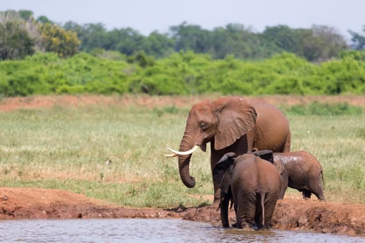 The family of red elephants at a water hole in the middle of the savannah